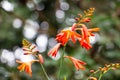 Red flower on Madeira bokkeh blooming spectacular Royalty Free Stock Photo