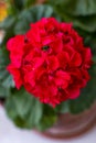 Red flower malvon plant in the foreground