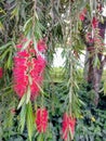 The Red Flower of Melaleuca viminalis Royalty Free Stock Photo