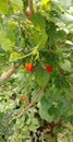 Red flower at the middle of the jungle.