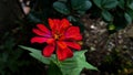 Red flower in the mini garden
