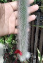 red flower of the monkey tail cactus