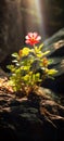 Red flower and moss in the forest on the mulch between stones and tree roots. Rays of sunshine. Flowering flowers, a symbol of Royalty Free Stock Photo