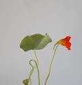 Red flower of nasturtium with ripe seed and green leaf. Edible garden flowers.  Floral background Royalty Free Stock Photo