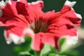 Red flower in the natural light Royalty Free Stock Photo