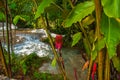 Red flower near the waterfall. Agua Azul, Chiapas, Palenque, Mexico Royalty Free Stock Photo