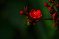 red flower nectar sunlight green leaves Royalty Free Stock Photo