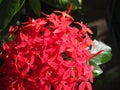 Red Bunga Soka (Ixora chinensis Lamk) blooming beautifully