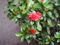 Red flower, Needle flower, West Indian Jasmine, jungle flame, Red spike flower, King Ixora flower, Red Bunga Soka Royalty Free Stock Photo