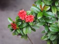 Red flower, Needle flower, West Indian Jasmine, jungle flame, Red spike flower, King Ixora flower, Red Bunga Soka Royalty Free Stock Photo