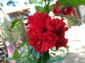 Red flower and nice picture