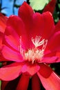 Epiphyllum, Red flower of Night-blooming cereus, queen of the night