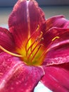 Macro flower with orange petals inside and yellow pistils, orchid in a round glass vase Royalty Free Stock Photo