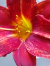 Macro flower with orange petals inside and yellow pistils, orchid in a round glass vase Royalty Free Stock Photo