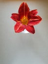 red flower with orange petals inside and yellow pistils, orchid in a round glass vase Royalty Free Stock Photo