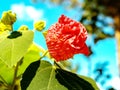 Red Flower in park and outdoor or botanic in Dalat