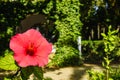 Red flower in Parque Maria Luisa, Seville