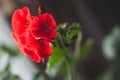 Red geranium flowers