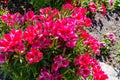 Flowers from Wanaka New Zealand; Red flower ?Clarkia