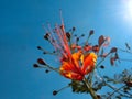 Red flower Royalty Free Stock Photo