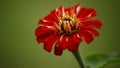 Red flower petals and imperfectly unopened petals Royalty Free Stock Photo