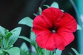 Red flower of petunia. Red petunia. Petunia in the garden. Gardening. Summer flowers