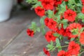 Red flower petunia wallpaper. Red petunia flowers in the garden Royalty Free Stock Photo