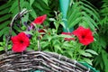 Red flower of petunia in a wooden basket.. Red petunia. Petunia in the garden. Gardening. Summer flowers