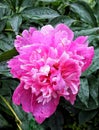 red flower pion peony drops plant