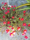 The red flower plant is blooming very beautifully