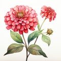 Realistic Watercolor Illustration Of Zinnia Flowers On White Background Royalty Free Stock Photo