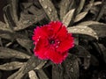 Red flower plant, nature, leaves, water drops, fresh, rain Royalty Free Stock Photo