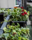 Red flower plant outdoor terrace restaurant Royalty Free Stock Photo