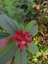 Red flower plant pacing petul or Cotus barbatus green leaves