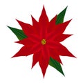 Red flower poinsettia on white. Royalty Free Stock Photo