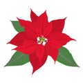 Red flower poinsettia on white Royalty Free Stock Photo