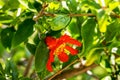 Red flower pomegranate on a tree. pomegranate flowering, harvest ripening, Ripening pomegranate. Soft focus