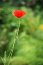 Red flower poppy green grass