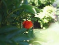 red flower poppy green plant sunlight