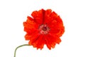 Red flower poppy isolated on white background close-up top view Royalty Free Stock Photo