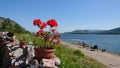 Red flower in a pot on the background of the sea Royalty Free Stock Photo