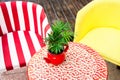 A red flower pot made of a teapot with an ornamental plant stands on a red table, against the background of two armchairs, yellow Royalty Free Stock Photo