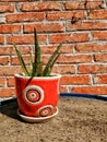 Red flower pot with savila growing and brick wall background Royalty Free Stock Photo