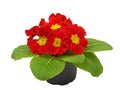 Red flower primrose violets Royalty Free Stock Photo
