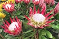 Red flower protea little prince Royalty Free Stock Photo