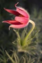Red flower pulsatilla in the garden Royalty Free Stock Photo