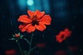 a red flower in the rain on a dark background Royalty Free Stock Photo