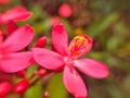 red flower