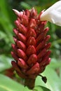 Red flower with red giant ants in Thailand, Asia