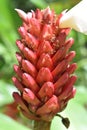 Red flower with red giant ants in Thailand, Asia